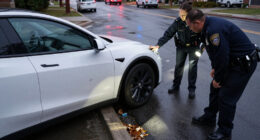 Man Dies After Being Mowed Down By Self-Driving Tesla, Police Say